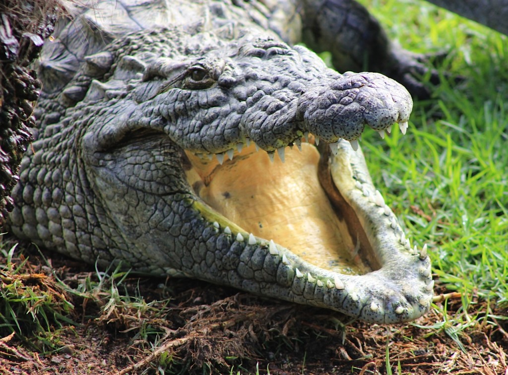 croc pic